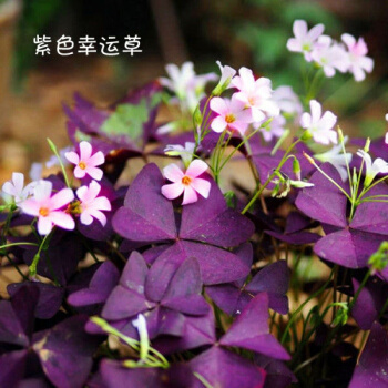 绿植盆栽 紫叶酢浆草 种球 8个+肥