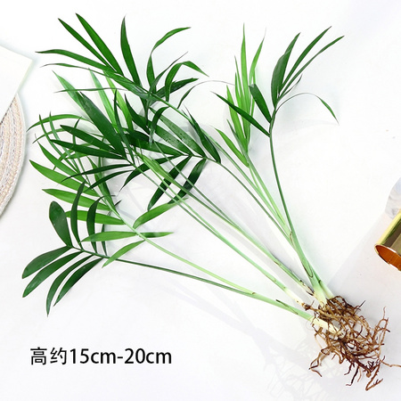 花勿缺 袖珍椰子5颗＋营养液 15*20cm