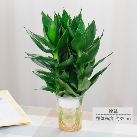 鲜菲淳 水培盆栽 观音竹 3支 含原盆