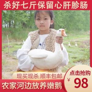 农家散养大鹅 净重7斤 现买现杀 保留内脏