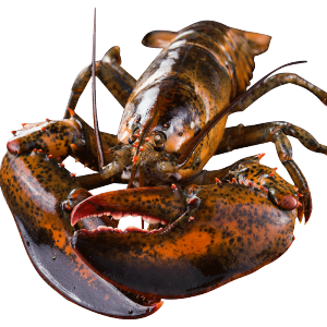 味库海鲜 鲜活波士顿龙虾 450g-550g/只 死亡包赔 拍2只238元包顺丰冷链
